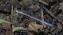 Ischnura hastata (Citrine Forktail) female-2.jpg